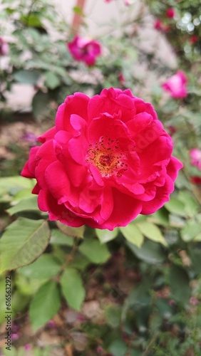 pink rose in garden
