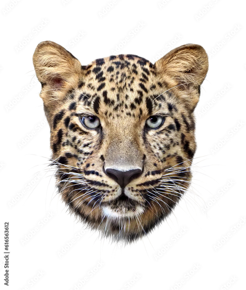 Obraz premium アムールヒョウの顔