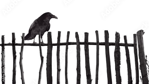 Raven on old wooden fence black and white