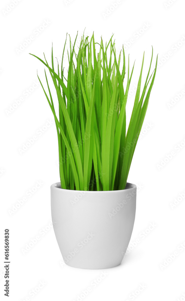 Beautiful artificial plant in flower pot isolated on white Beautiful artificial plant in flower pot isolated on white