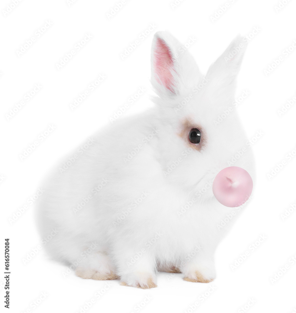 Fluffy rabbit with bubble of chewing gum on white background