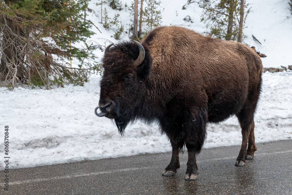 Yellowstone national park landscapes, Wyoming, usa Yellowstone national park landscapes, Wyoming, usa
