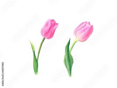 Set of pink tulips isolated on transparent background. Hand drawn illustration. Design element. For cards, wedding invitations, mother's day, birthday, valentine's day, March 8, easter.