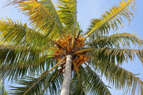 Palm Tree