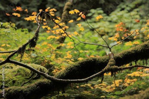Autumn Leaves