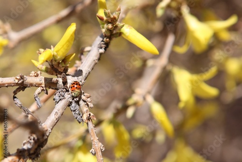 Ladybug on Forsythia 