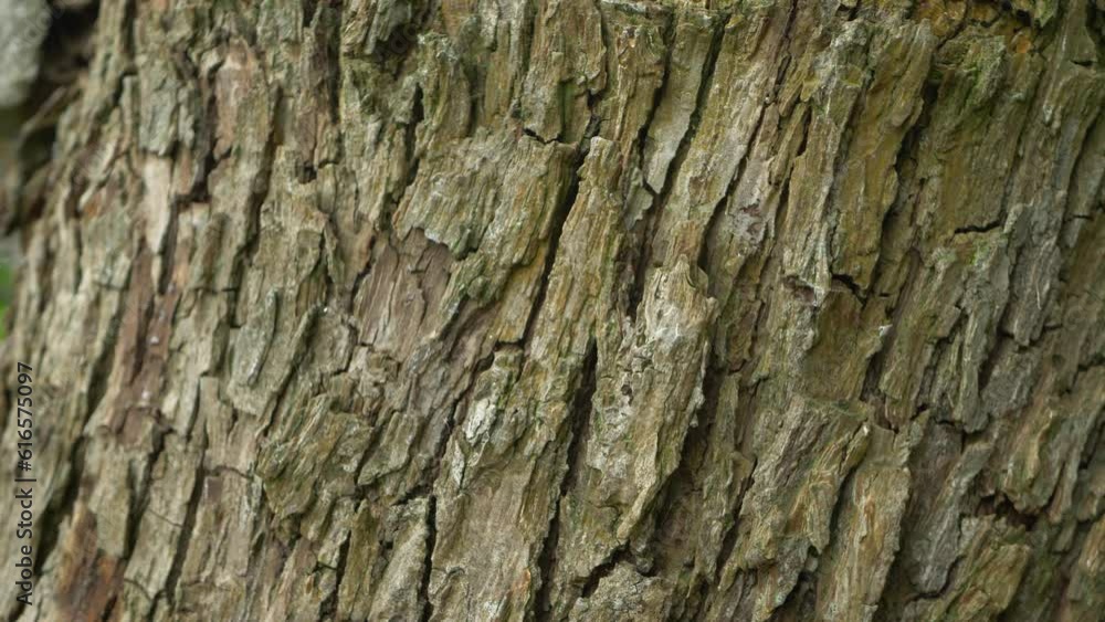 Bark pear tree, wood trunk in forest. Environmental conservation. Grow hardwood. Abstract, natural background Bark pear tree, wood trunk in forest. Environmental conservation. Grow hardwood. Abstract, natural background