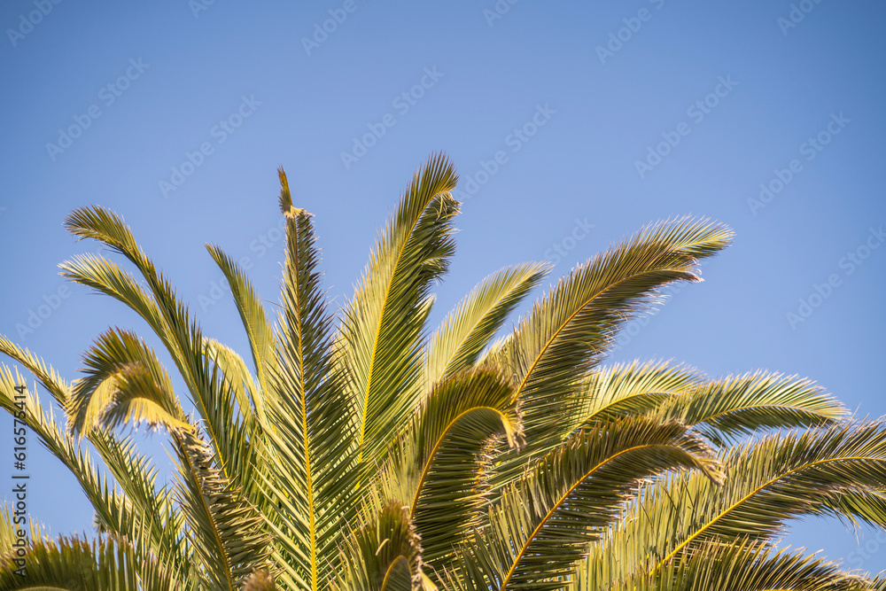 Leaves on the top of a palm tree Leaves on the top of a palm tree