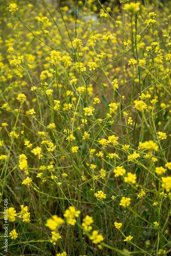 Yellow, small wildflowers in a field