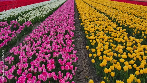 Drone footage of tulips field in Netherlands. Tulips filed are colorful vibrant and bring lot of contrast in one video.  Here we can see Yellow, red, pink and white tulips mainly. 