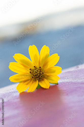 yellow flower © Aljrov