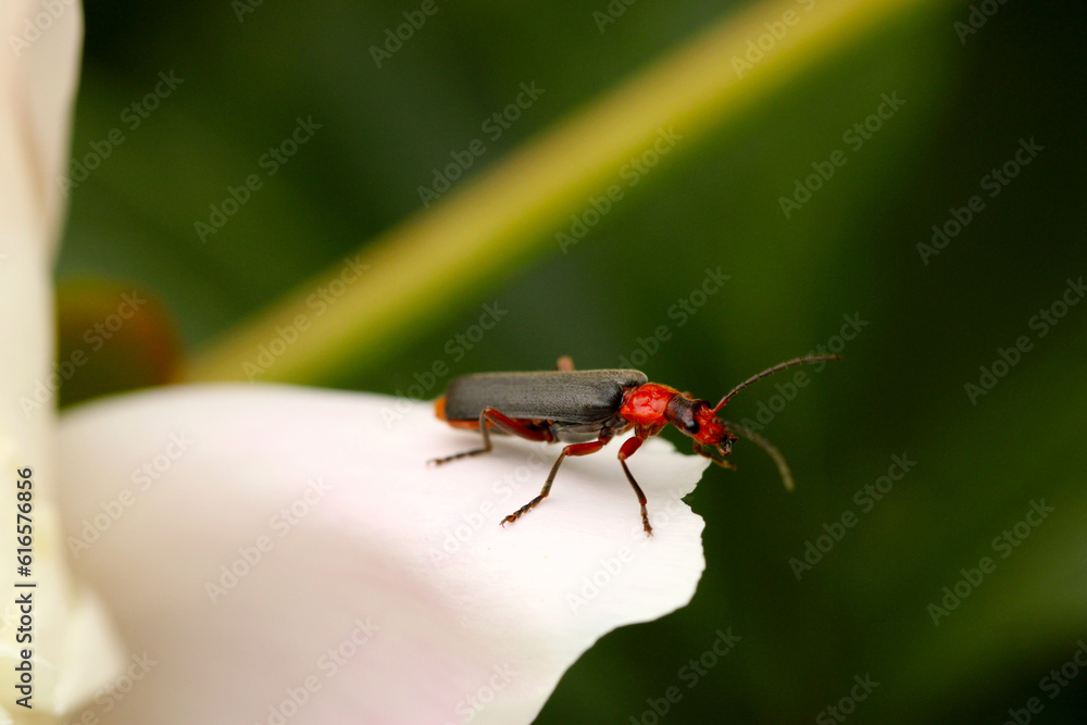 Naklejka premium Seed Beetle Launch