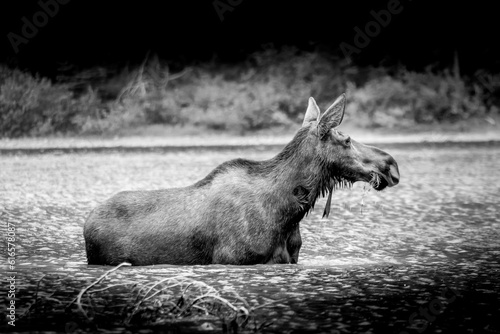 Black and White Photo of Moose Cow eating Aquatic Plants at the bottom of Fishercap Lake in the Many Glaciers part of Glacier National Park in Montana, USA photo