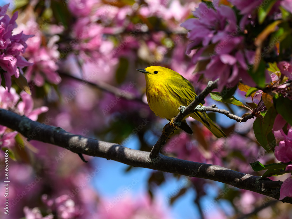 Yellow Warbler Perched in Blooming Tree in Spring Yellow Warbler Perched in Blooming Tree in Spring