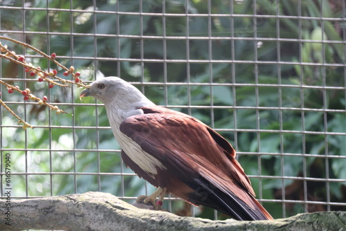 Photo of the bido snake eagle at the zoo photo