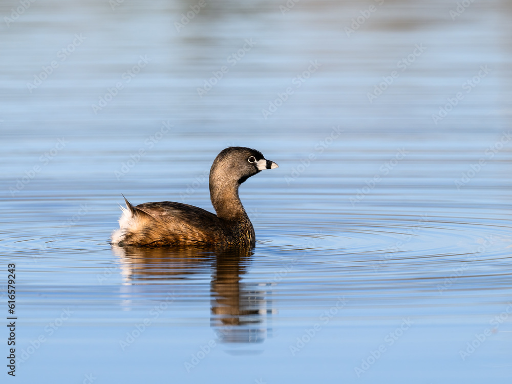 Fototapeta premium Pied-billed Grebe swimming in blue water