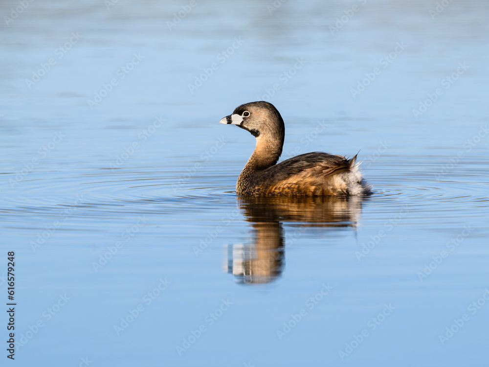 Pied-billed Grebe swimming in blue water Pied-billed Grebe swimming in blue water