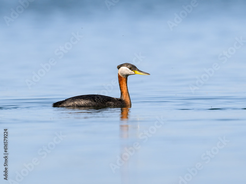 Red Necked Grebe swimming in blue water , portrait