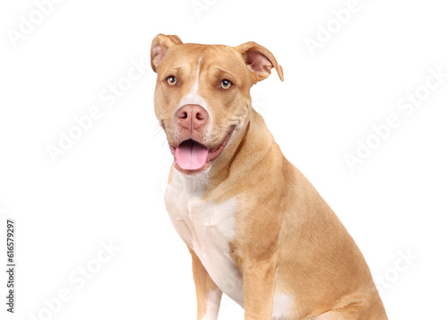 Photo Relaxed dog looking at camera with tongue sticking out