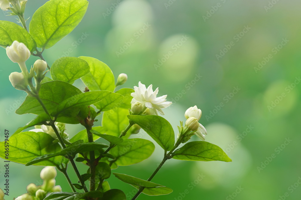 Beautiful Jasmine White Flower Blooming