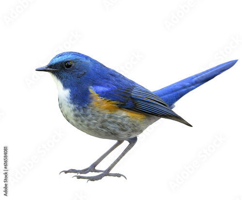 blue bird, Male Himalayan Bluetail (Tarsiger rufilatus) isolated on white background © prin79