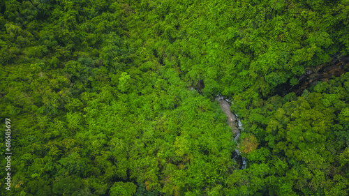 a trees form a beautiful green natural backdrop