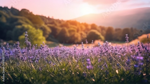 fields of lavender flowers at a sunny day and forest at the background  beautiful sunny day at the background summer spring morning blue sky Sunlit field panoramic landscape background