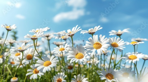 fresh daisy flowers with deep blue sky at the background, beautiful sunny day at the background, beautiful summer spring morning blue sky Sunlit field of lotus panoramic landscape background