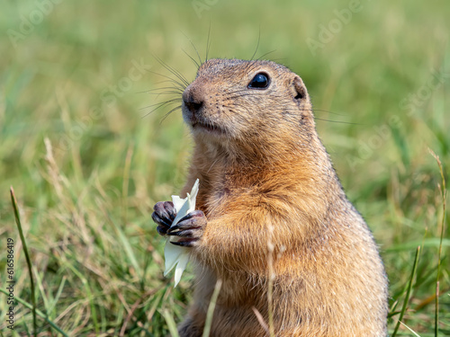 Prairie dog looking at the camera with a piece of cabbage leaf in paws on a blurred grass lawn background. Close-up