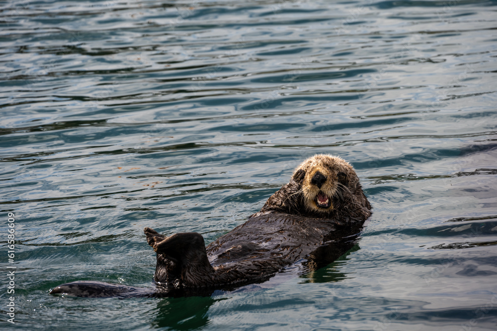 Sea Otter swimming on its back with its paws covering its eyes in surprise, Katchemak Bay just off the Homer Spit, AK
Sea Otter swimming on its back with its paws covering its eyes in surprise, Katchemak Bay just off the Homer Spit, AK