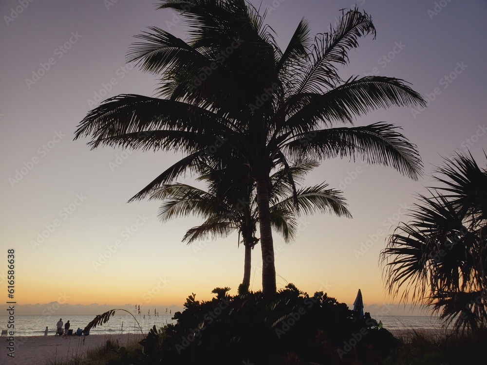 Palm trees at the sunset, Anna Maria Island Palm trees at the sunset, Anna Maria Island