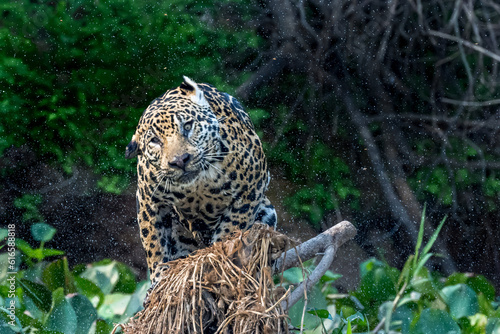 Jaguar drying off after swimming