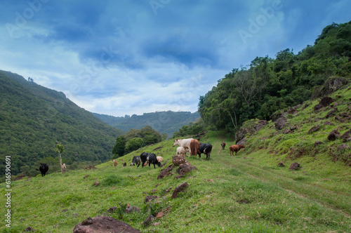 cows in the mountains © Miriana