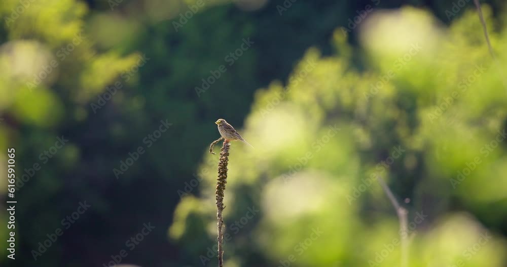 White-rumped seedeater (Crithagra leucopygia) perched on tree branch chirping in a green forest 4K video White-rumped seedeater (Crithagra leucopygia) perched on tree branch chirping in a green forest 4K video