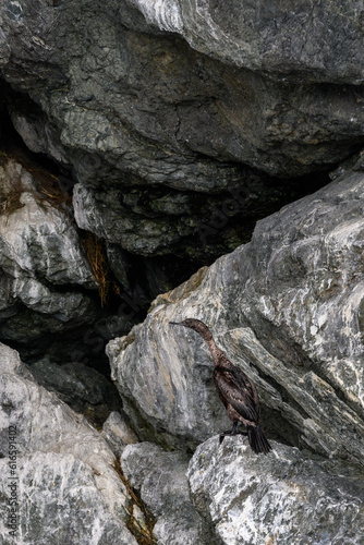 Pelagic Cormorant blending into the rocks on Gull Island, Katchemak Bay, AK
