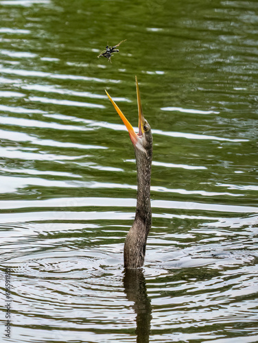 Φωτογραφία anhinga fishing in a pond and throwing a frog up in the air to catch in its mout