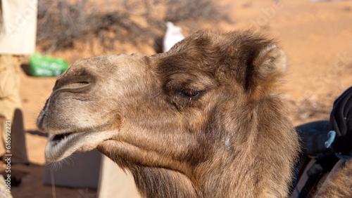 Close up of a dromedary camel (Camelus dromedarius) in the Sahara Desert, outside of Douz, Tunisia © Angela