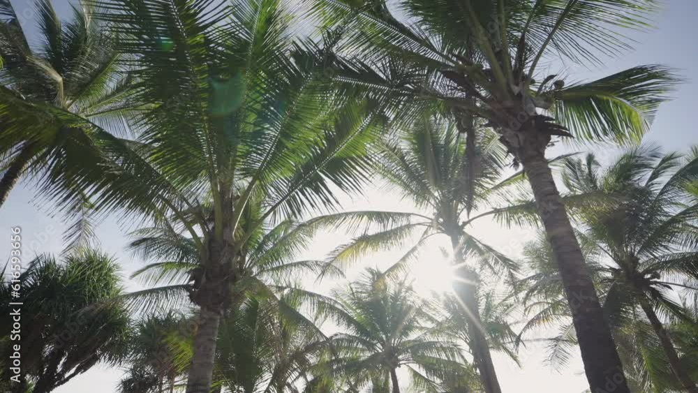 Low angle view of palm trees against blue sky and summer background. Low angle view of palm trees against blue sky and summer background.
