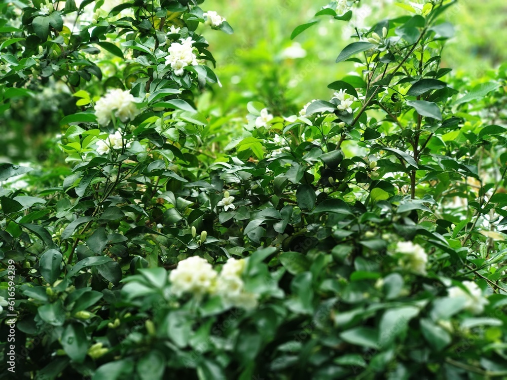 green leaves background with Jasmine Flower green leaves background with Jasmine Flower