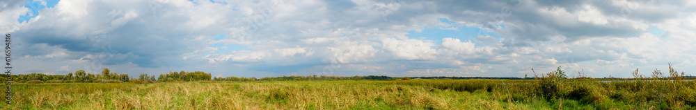 Summer panorama of a wild village meadow