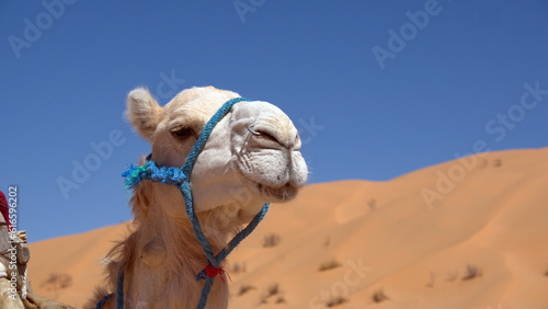 Close up of a white dromedary camel (Camelus dromedarius) in the Sahara Desert, outside of Douz, Tunisia