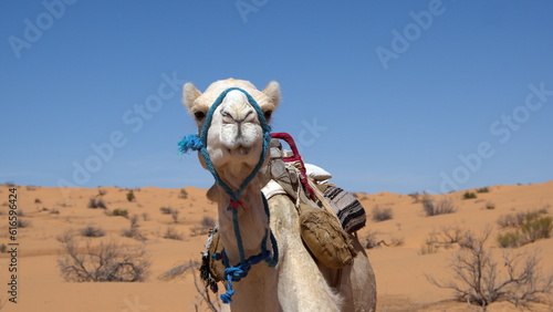Close up of a white dromedary camel (Camelus dromedarius) in the Sahara Desert, outside of Douz, Tunisia