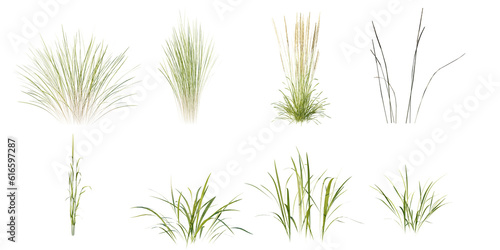 isolated various grass best use for landscape design  best use for post pro render.