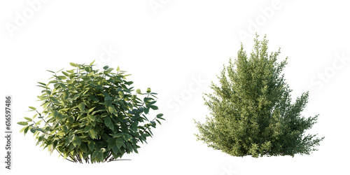 Foto isolated shrub bushes in 2 variation, best use for landscape design, best use for post production render