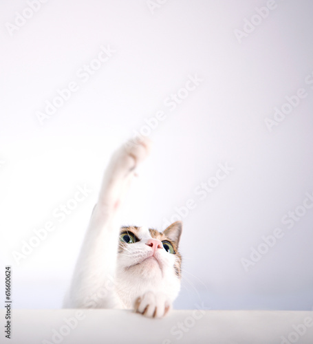 Cat trying to catch something by paws and looking up isolated on white