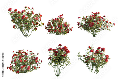 isolated shrub flower bushes in 3 variation, best use for landscape design, best use for post production render.