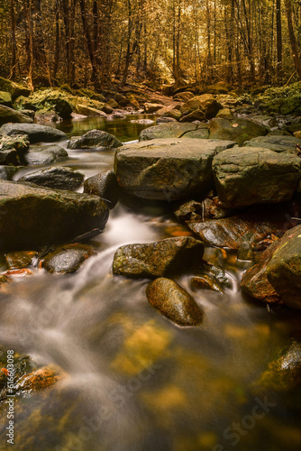 river in the forest