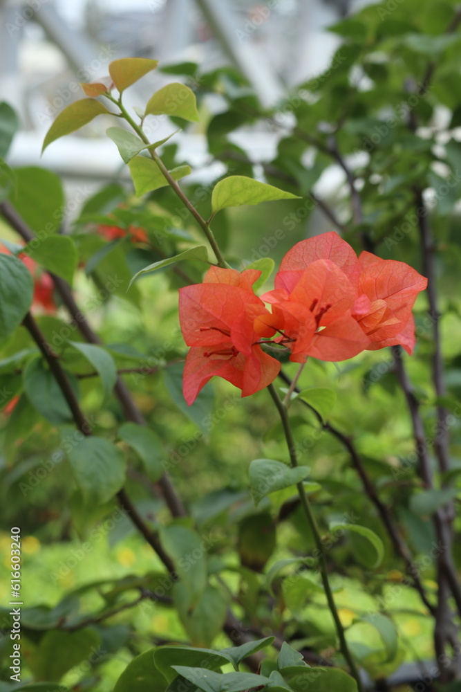 Bougainvillea glabra or Bougainvillea glabra or