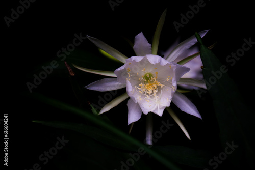Epiphyllum oxypetalum with Common Names :
Dutchman's Pipe Cactus, Jungle Cactus, Lady of the Night, Night-blooming Cactus, Night-blooming Caerus, Orchid Cactus, Queen of the Night.  photo