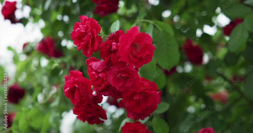 Beautiful bush of fresh red blooming roses in a garden at hot summer day Beautiful bush of fresh red blooming roses in a garden at hot summer day